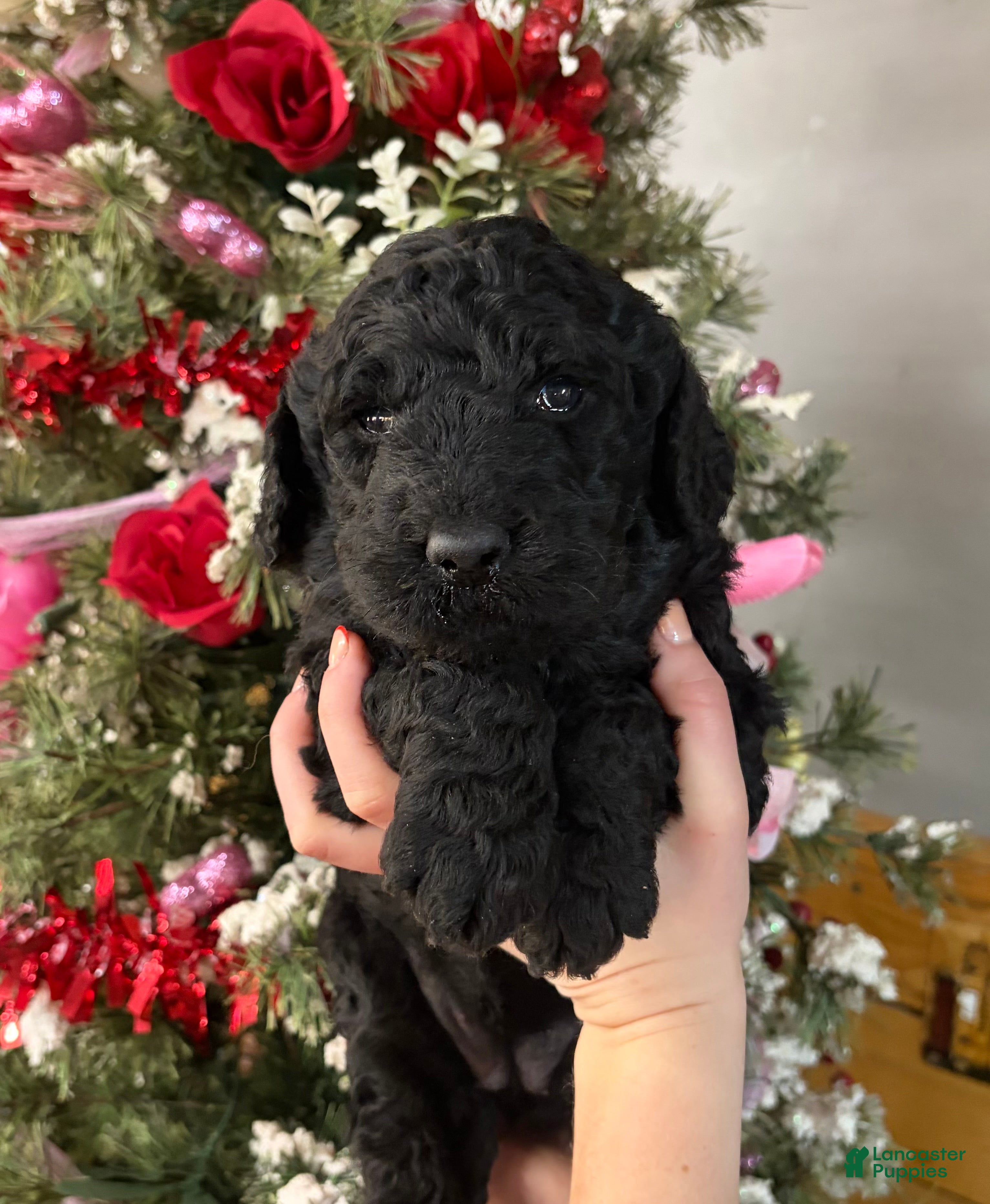 Goldendoodle dogs Goldendoodle Puppy 4 - Ad 15