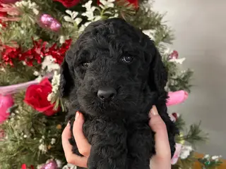 Goldendoodle dogs Goldendoodle Puppy 4 - Ad 15