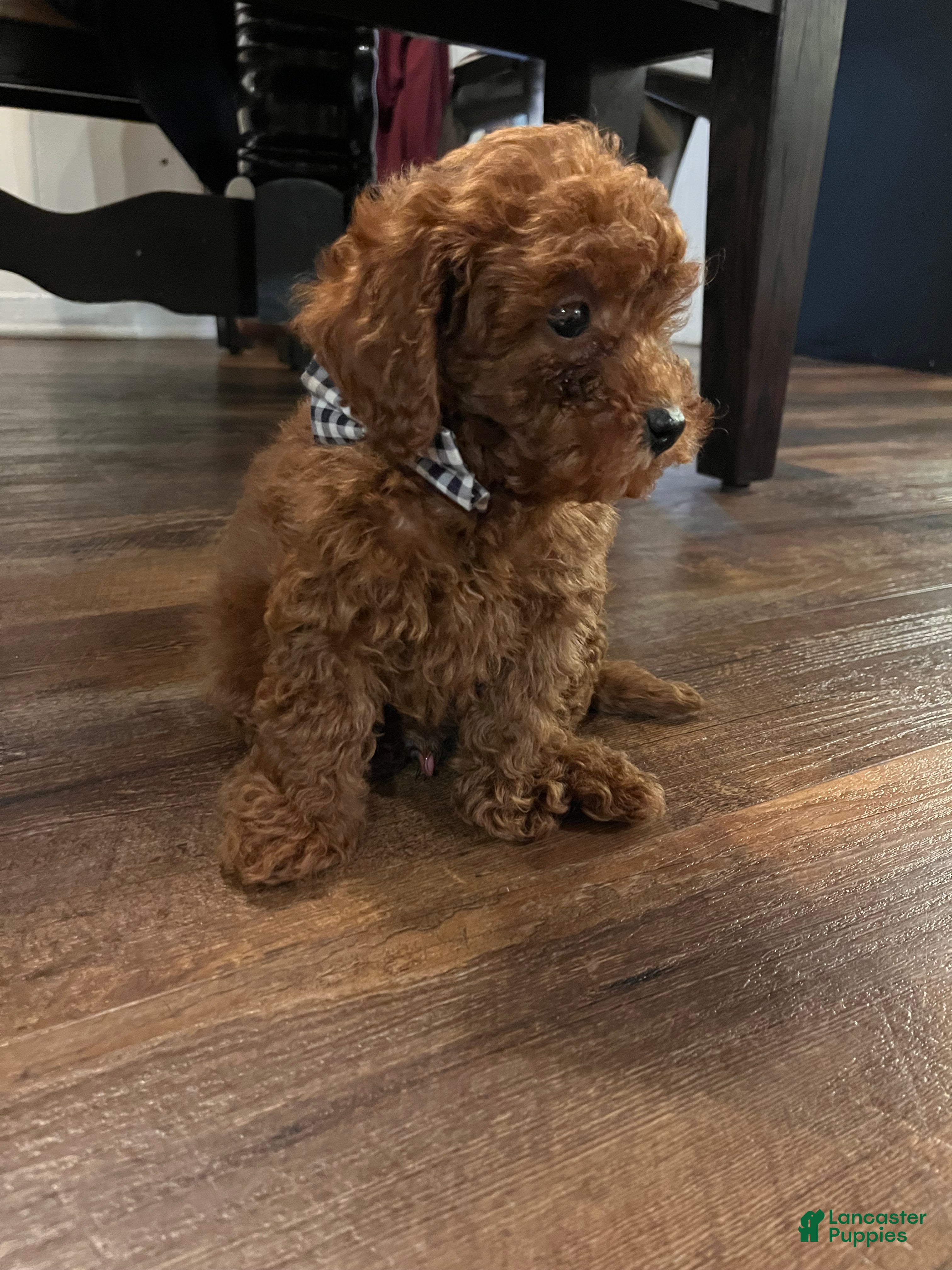 Toy Poodle dogs Charles  - Ad 5
