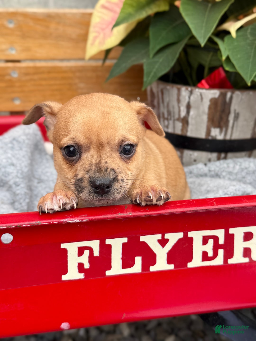 Chihuahua dogs for sale: Cocoa - Ad 5