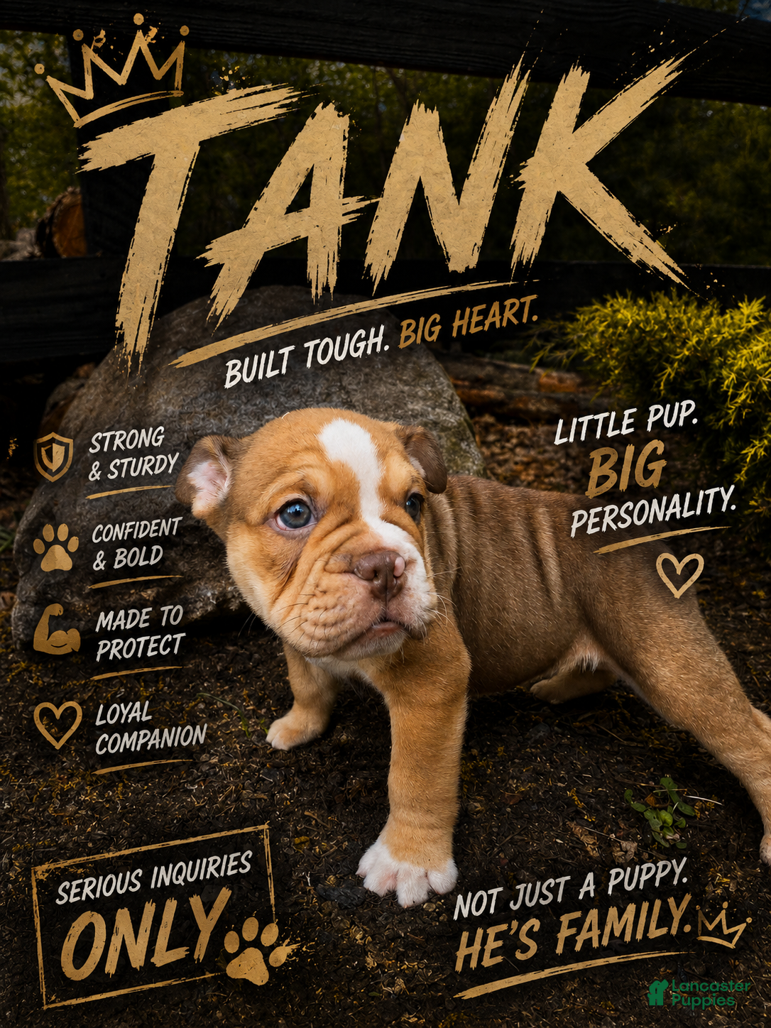 Mixed Breed dogs Tank - Ad 1