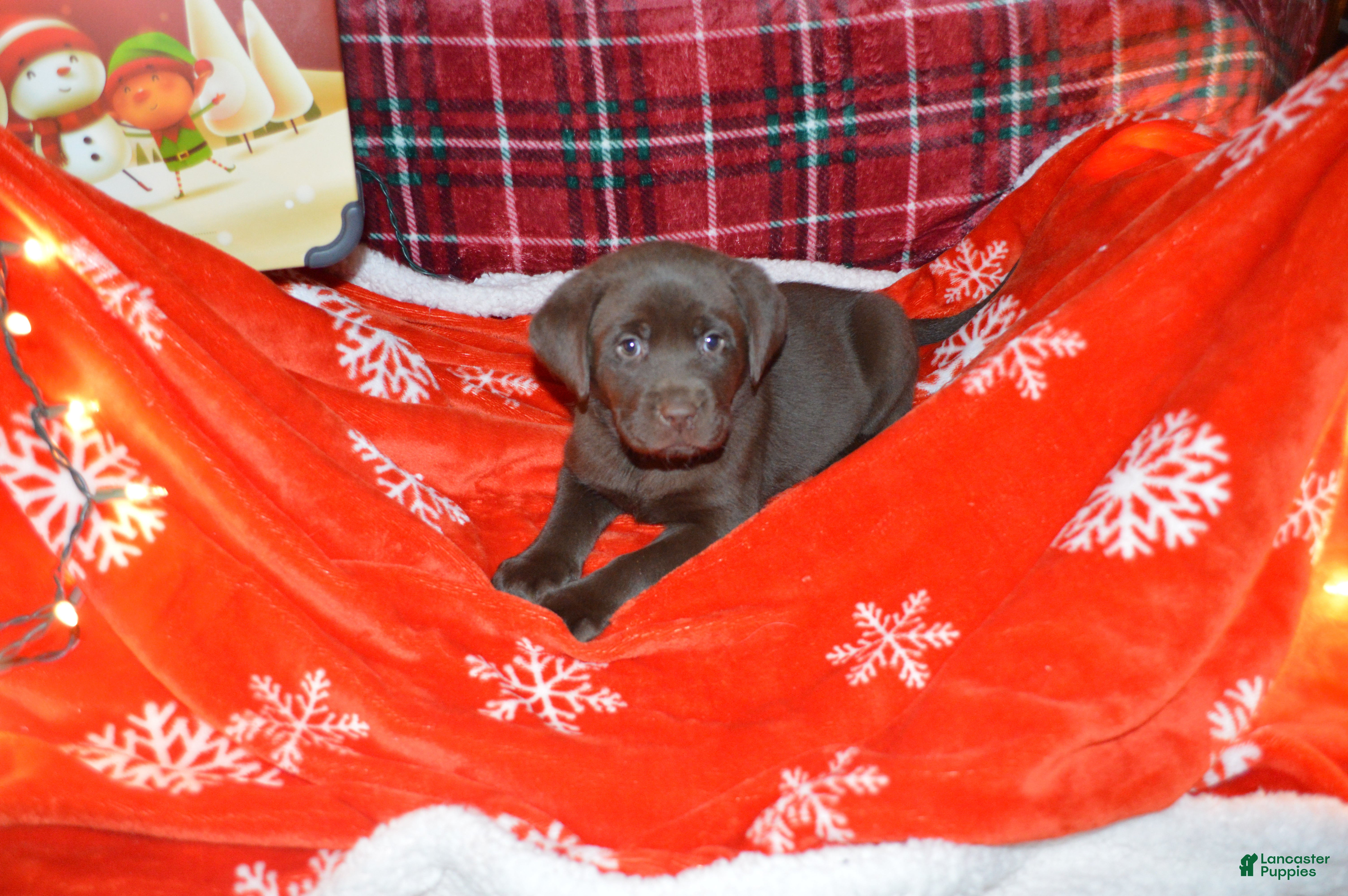 Labrador Retriever dogs Lily - Ad 16