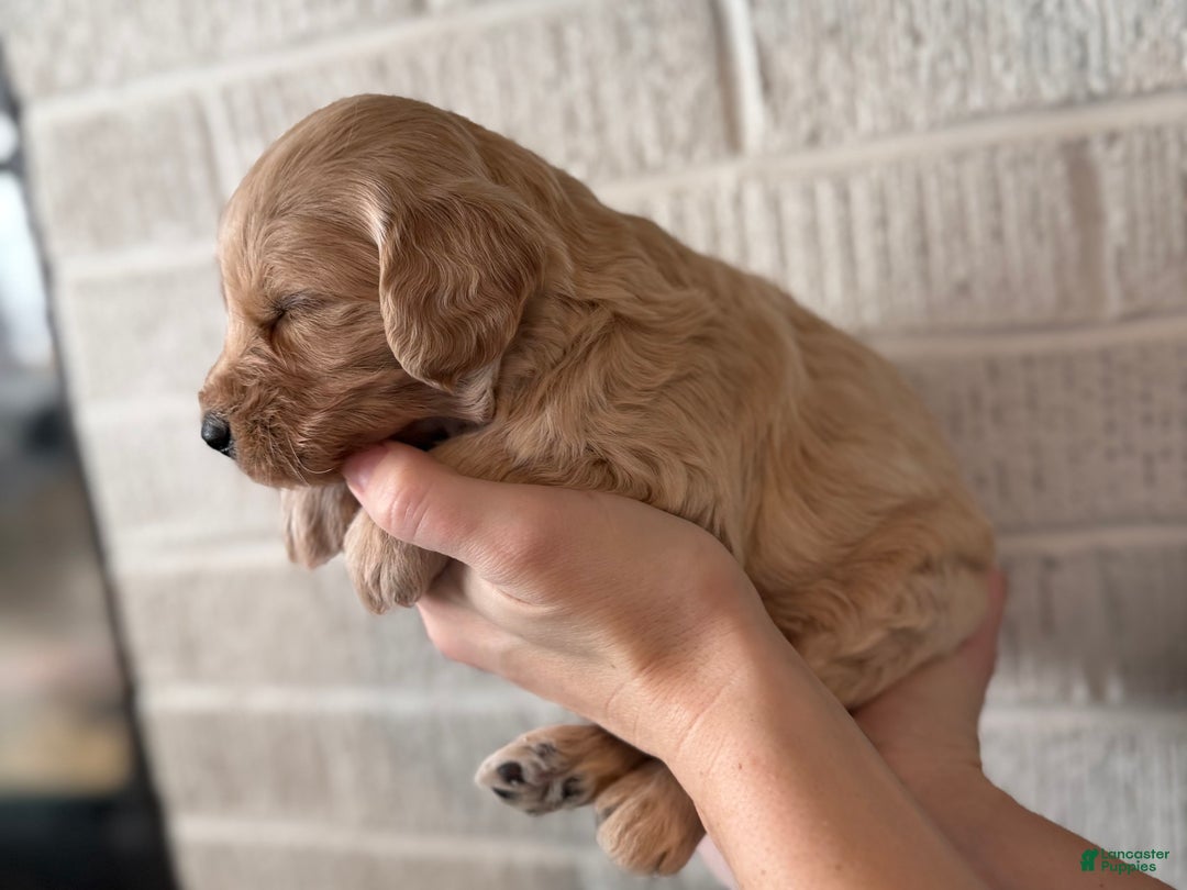 Mini Goldendoodle dogs for sale: Blaze - Ad 2