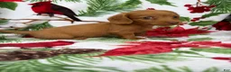 Miniature Dachshund dogs for sale: Toby - Ad 3