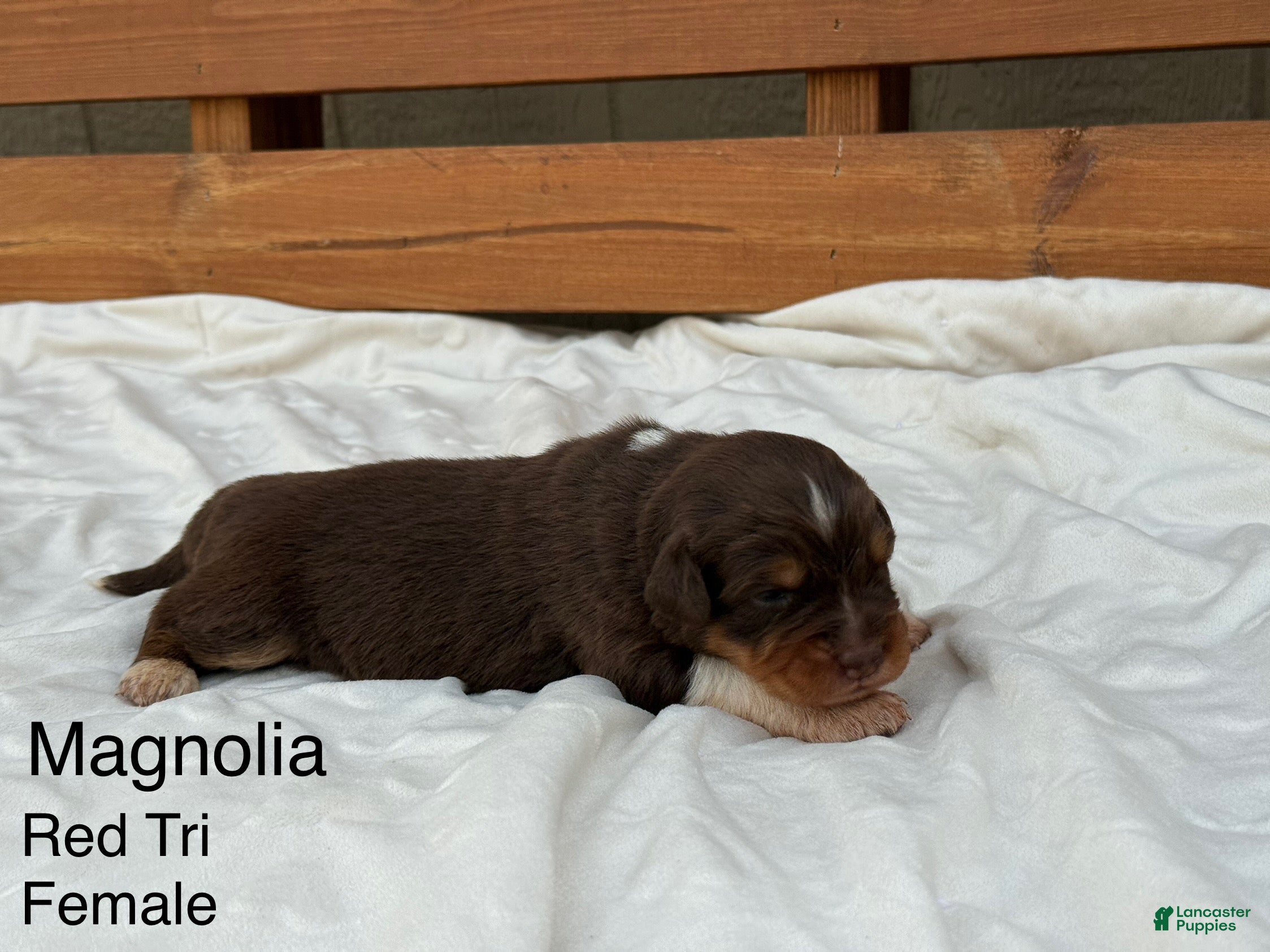 Australian Shepherd dogs Magnolia  - Ad 15