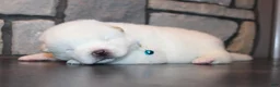 Akita dogs for sale: AKC Ice - Ad 10