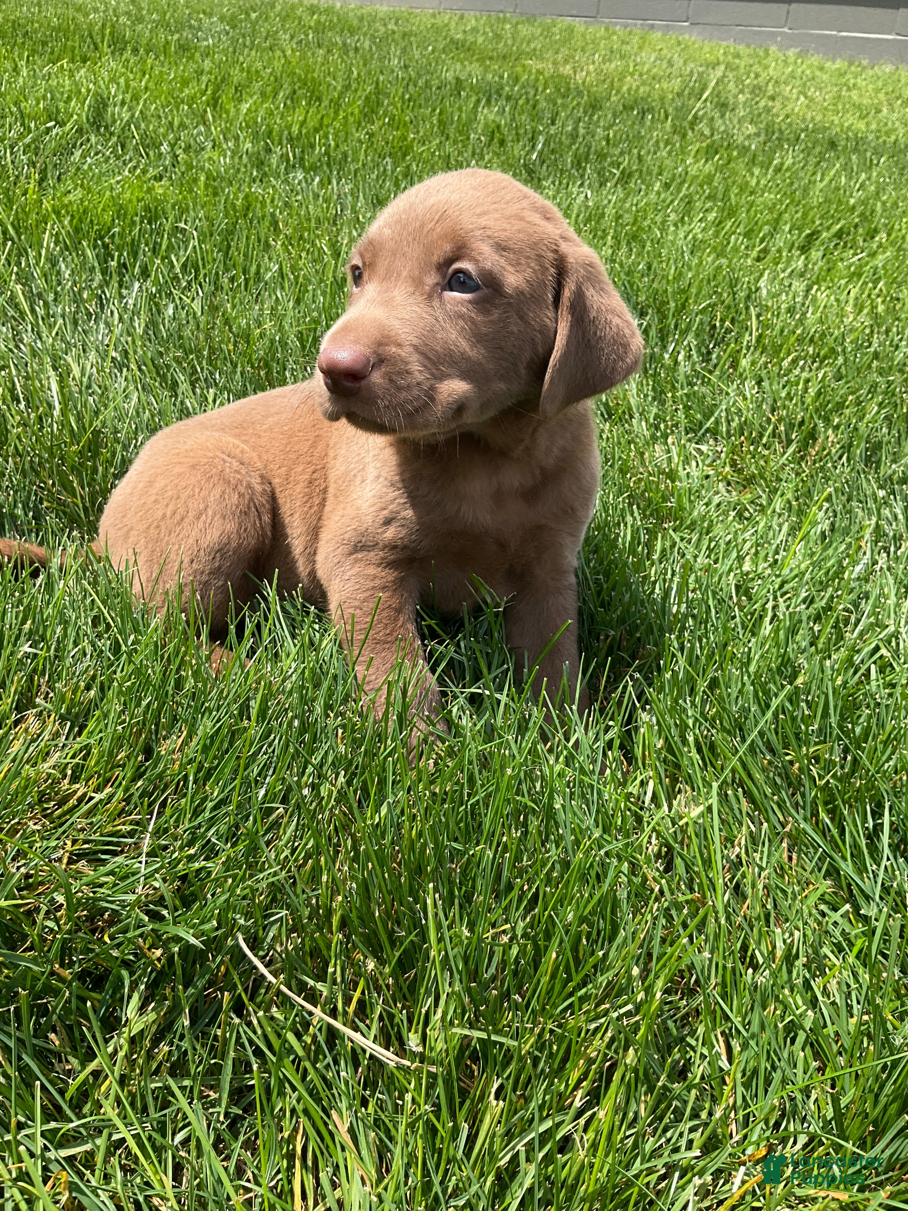 Labrador Retriever dogs for sale: Mason - Ad 2