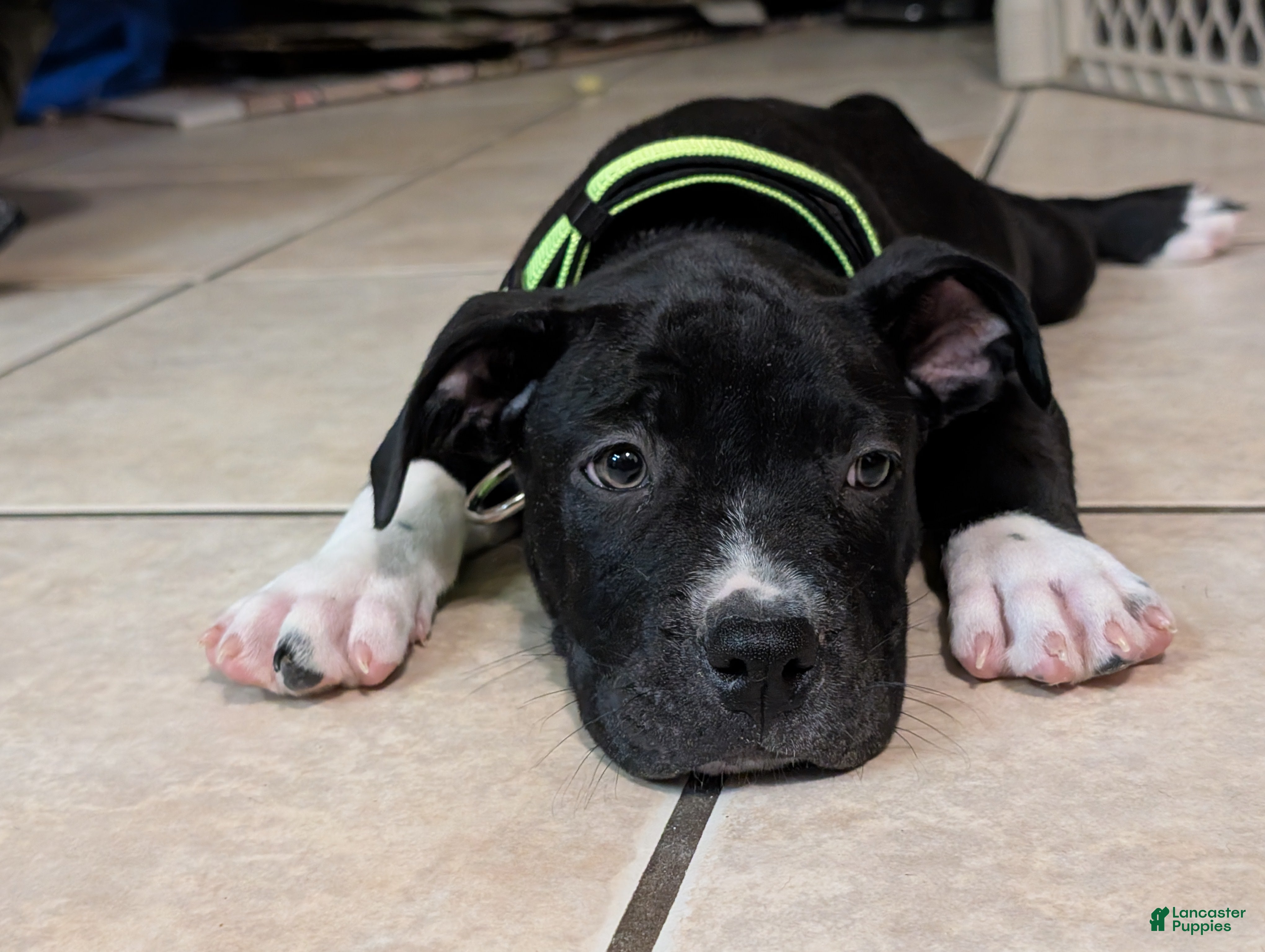 American Pit Bull Terrier dogs Midnight - Ad 2