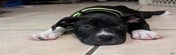 American Pit Bull Terrier dogs for sale: Midnight - Ad 1