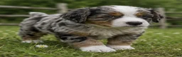 Mixed Breed dogs for sale: Noodle - Ad 3