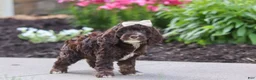 Cockapoo dogs for sale: Sylvia - Ad 5