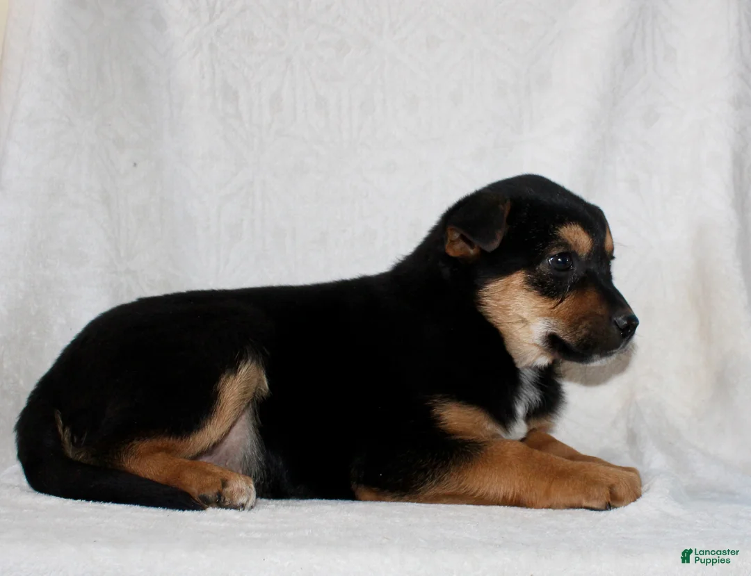 Mixed Breed dogs for sale: Snickers - Ad 4