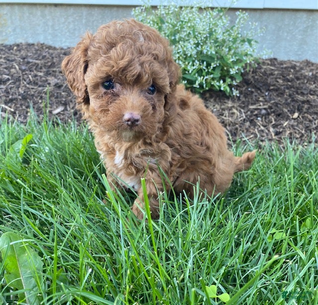 Toy Poodle dogs Felix - Ad 1