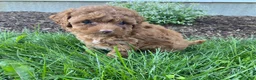 Toy Poodle dogs for sale: Felix - Ad 1