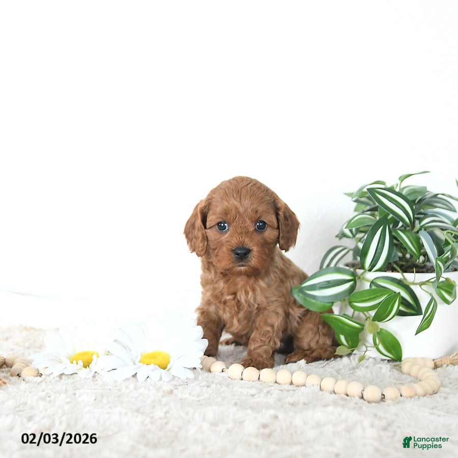 Cavapoo dogs Riley EXTRA SMALL - Ad 10