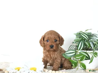 Cavapoo dogs Riley EXTRA SMALL - Ad 10