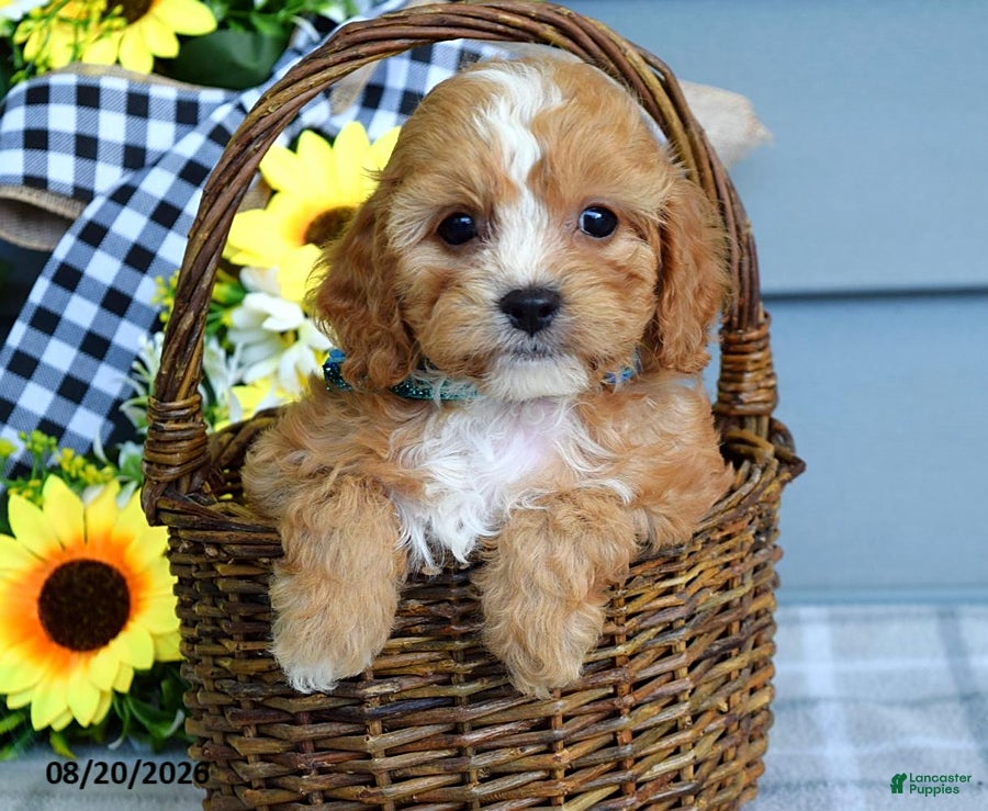 Cavapoo dogs Tucker - Ad 2