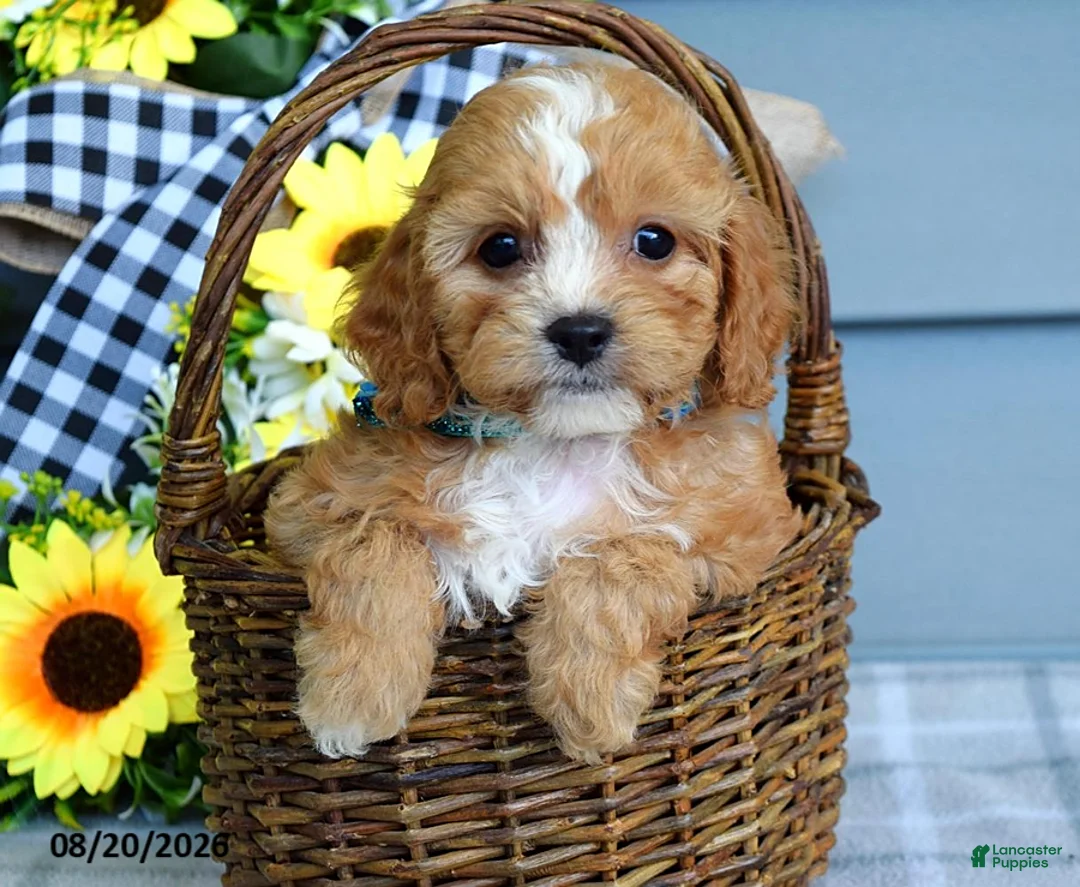 Cavapoo dogs for sale: Tucker - Ad 2
