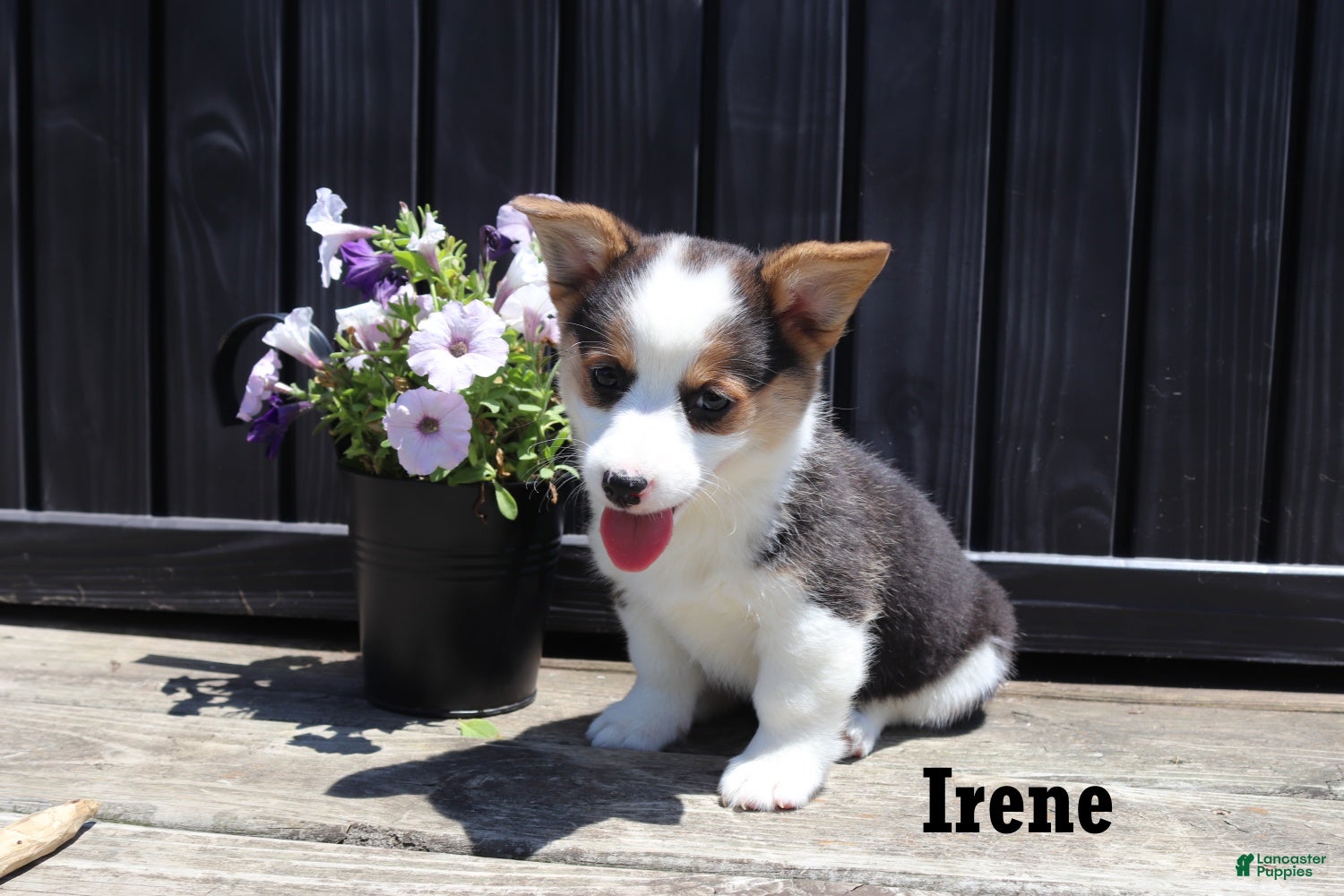 Welsh Corgi Pembroke dogs Irene - Ad 1