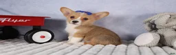 Welsh Corgi Pembroke dogs for sale: Charlie 🐾💙 - Ad 8