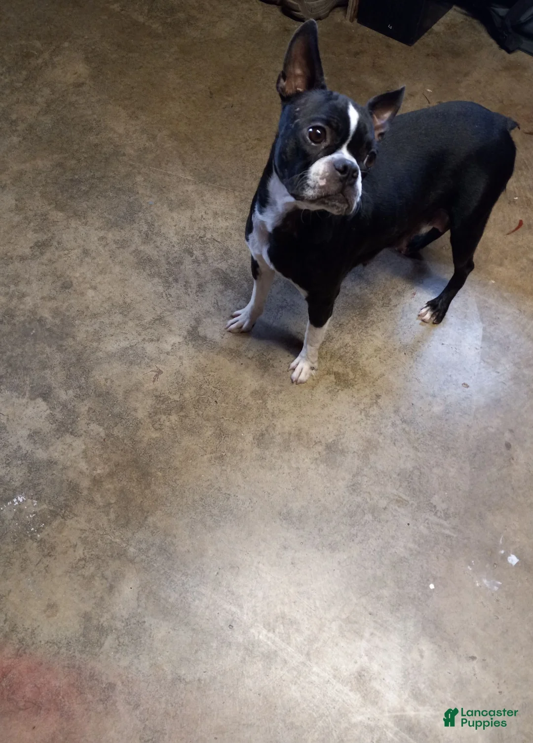 Boston Terrier dogs for sale: Ashley  - Ad 3