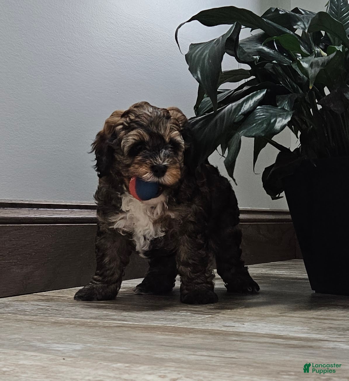 Mini Bernedoodle dogs Captain - Ad 2