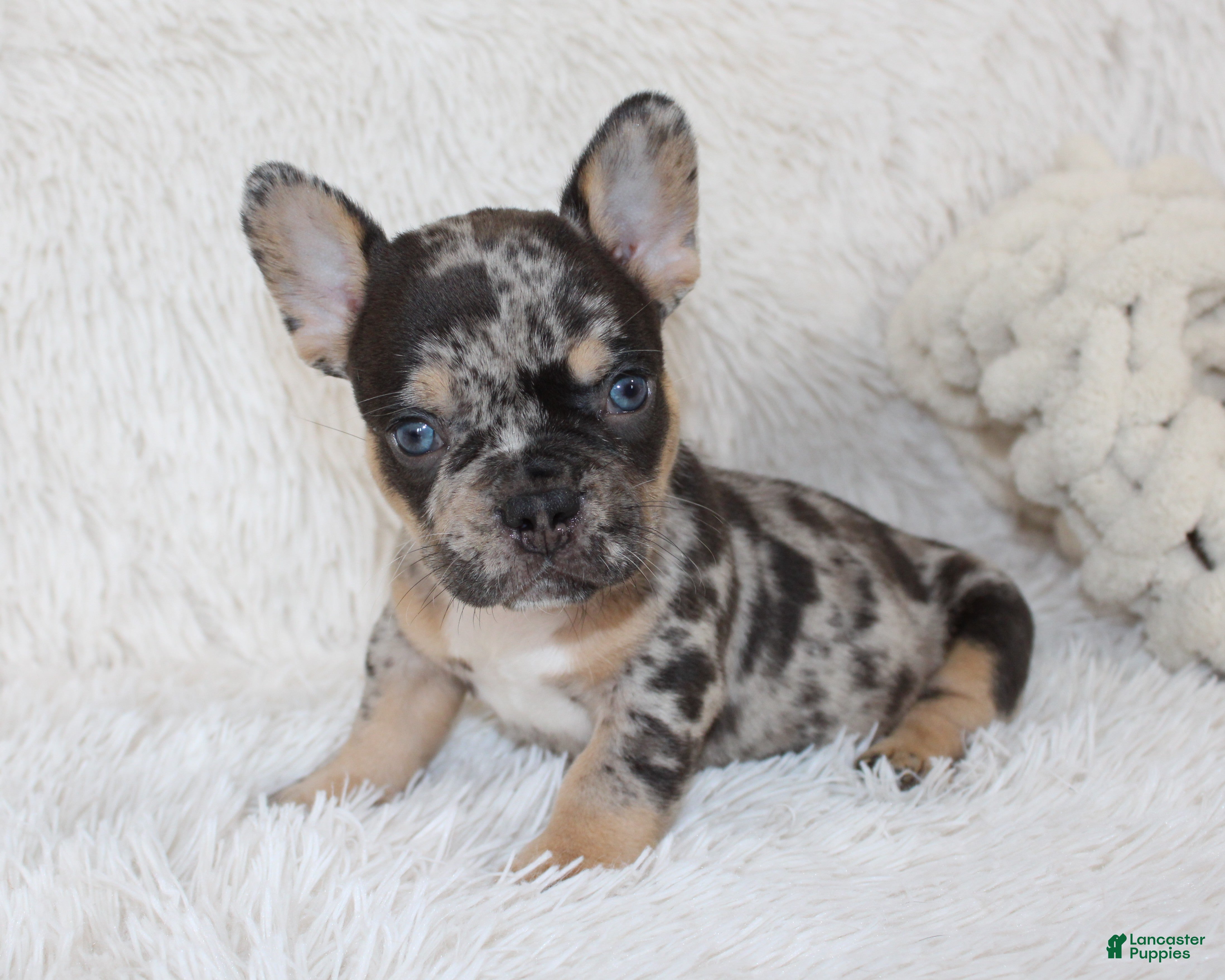 French Bulldog dogs Jaxon - Ad 1