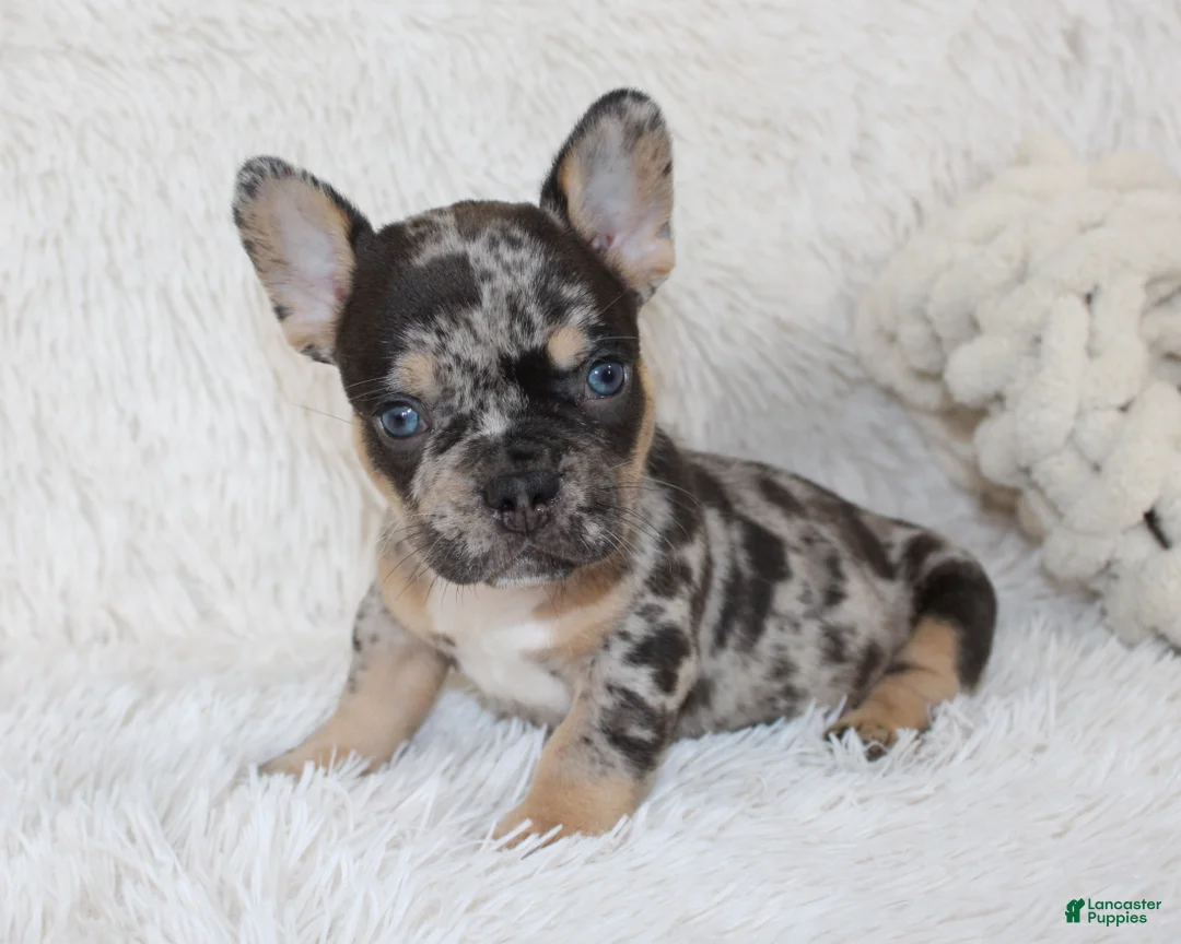 French Bulldog dogs for sale: Jaxon - Ad 1