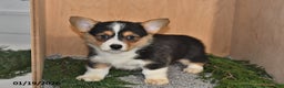 Welsh Corgi Pembroke dogs for sale: Lily - Ad 4