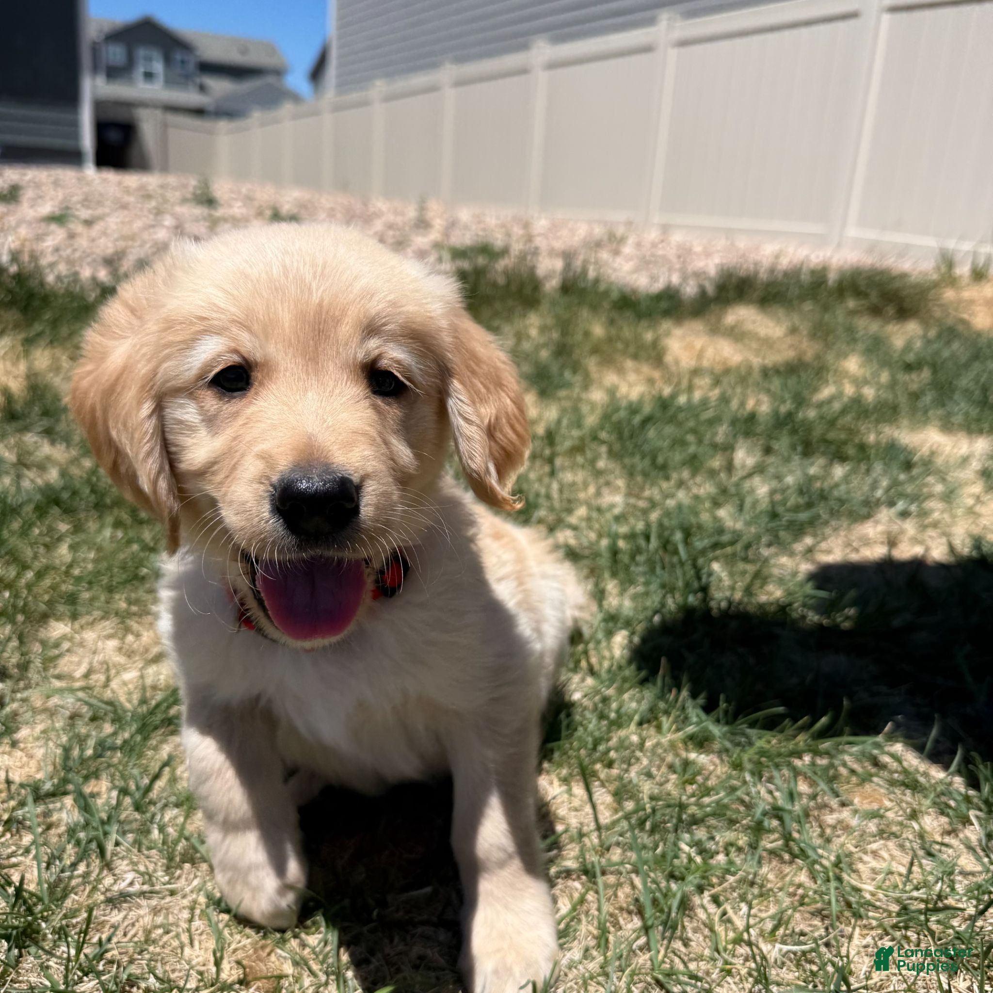 Golden Retriever dogs for sale: Red - Ad 3