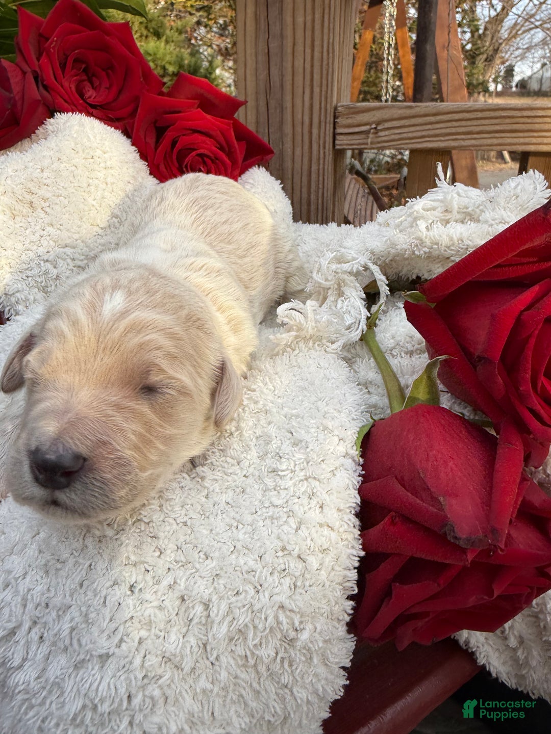 Goldendoodle dogs for sale: Cloud  - Ad 2