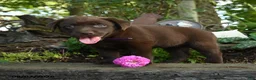 Labrador Retriever dogs for sale: Taffy - Ad 3