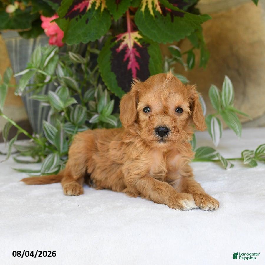 Mini Goldendoodle dogs for sale: Rosebud - Ad 3