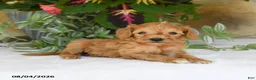 Mini Goldendoodle dogs for sale: Rosebud - Ad 1