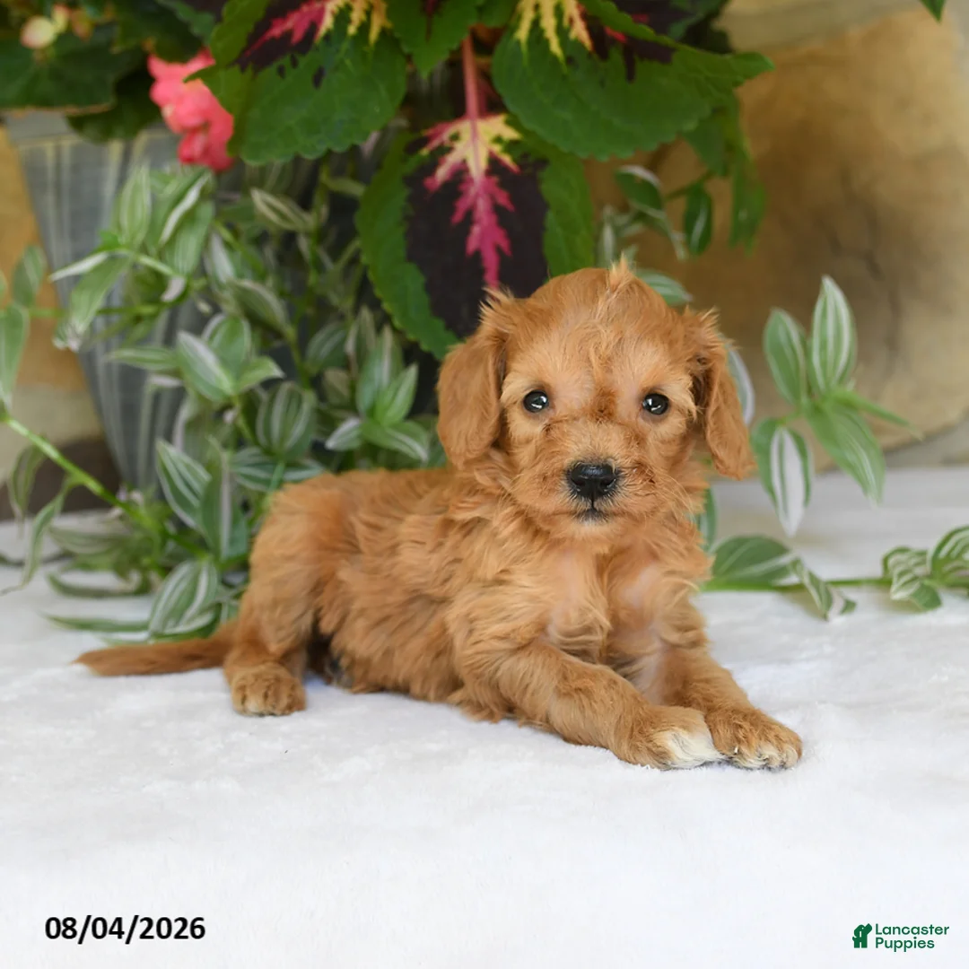 Mini Goldendoodle dogs for sale: Rosebud - Ad 1