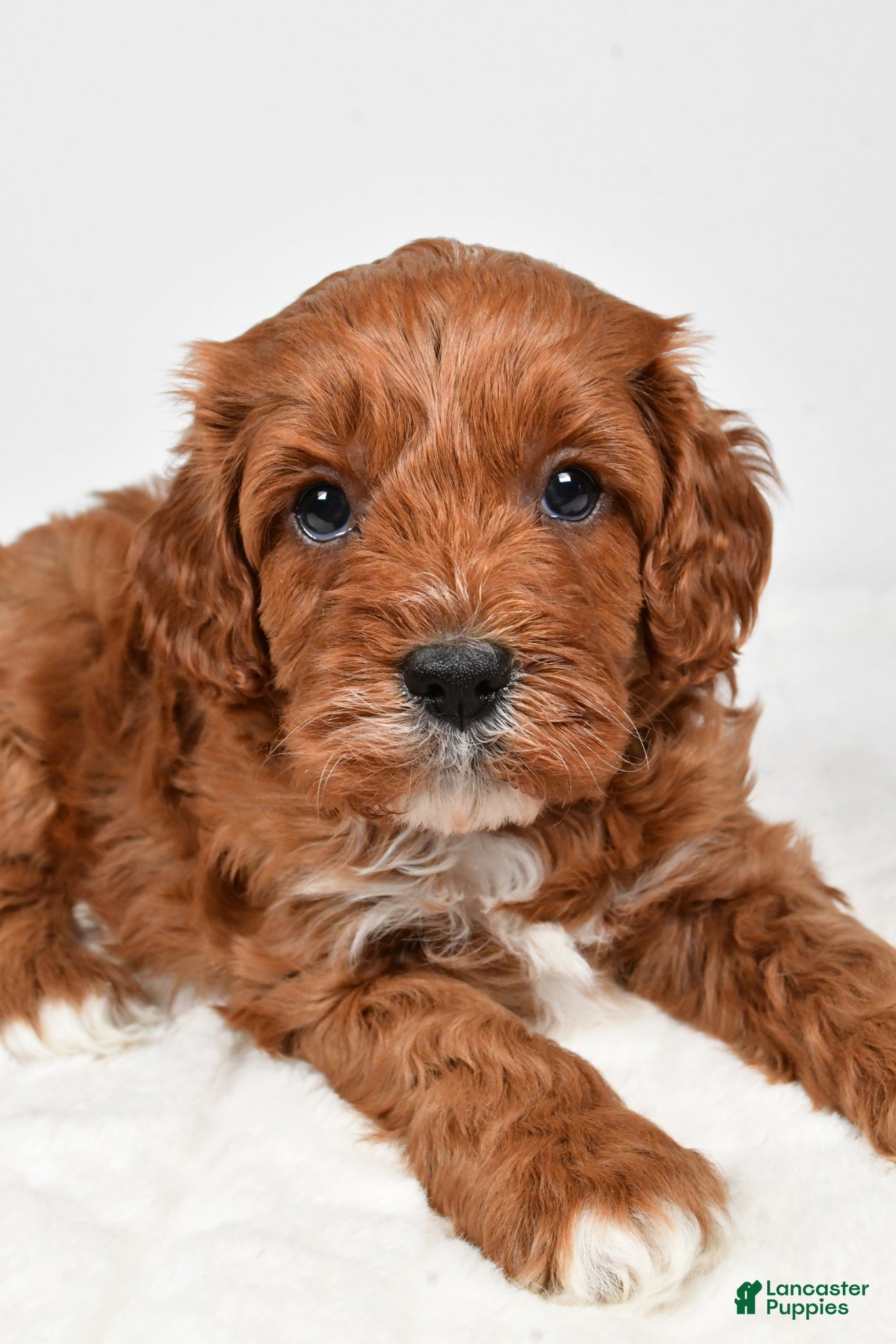 Cavapoo dogs Taffy - Ad 2