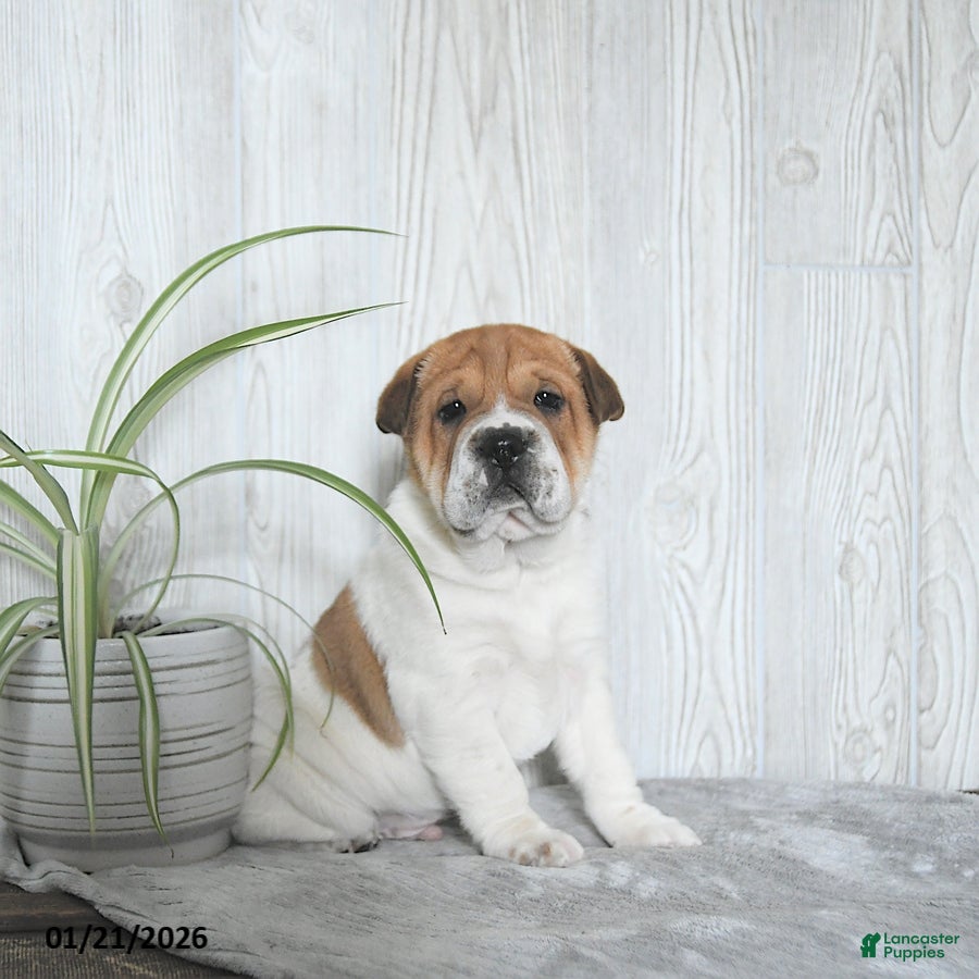 Mini Hippo dogs Griffin - Ad 3