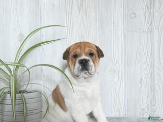 Mini Hippo dogs Griffin - Ad 3