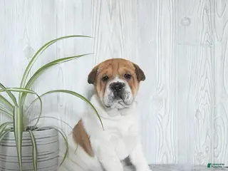 Mini Hippo dogs Griffin - Ad 2