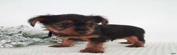 Yorkshire Terrier dogs for sale: Joey - Ad 6