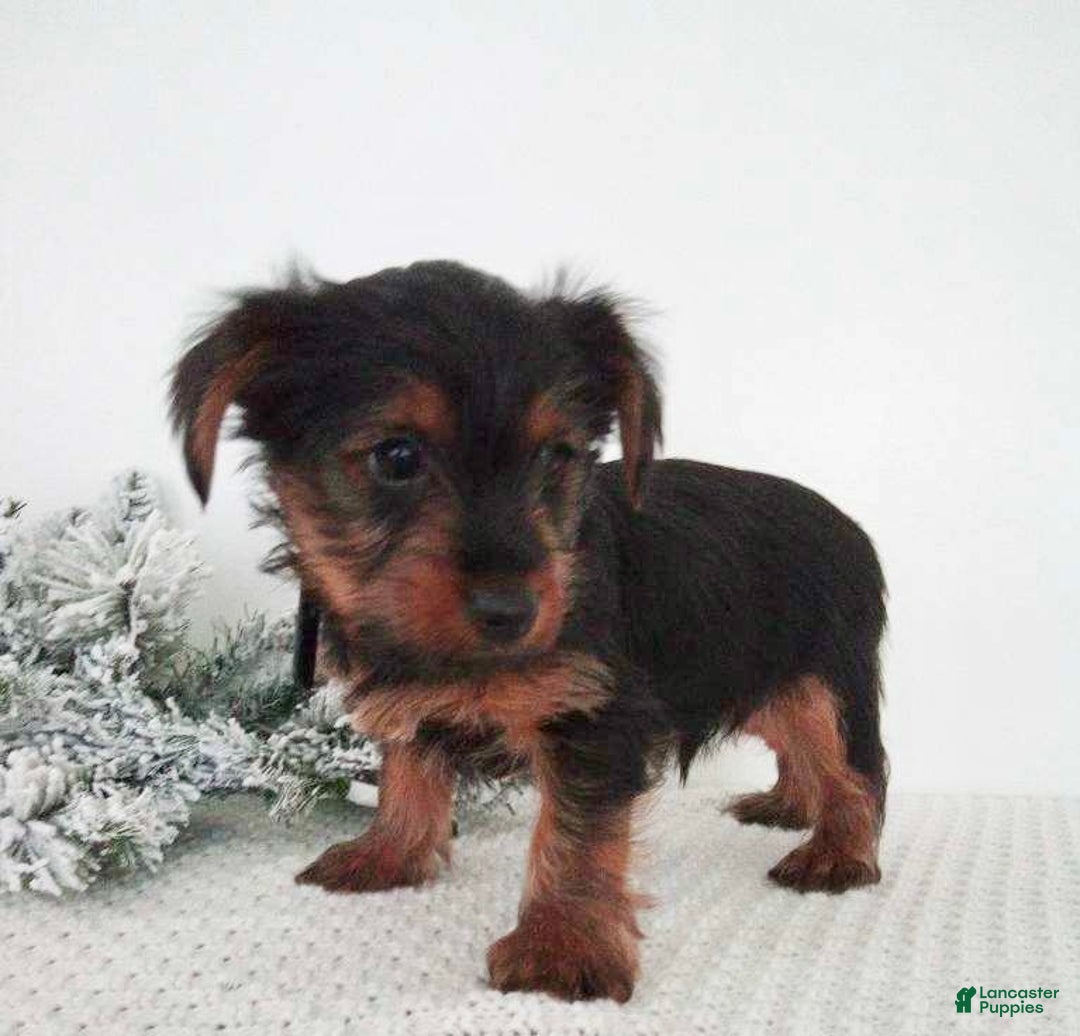 Yorkshire Terrier dogs for sale: Joey - Ad 6