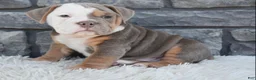 Beabull dogs for sale: Bentley  - Ad 5