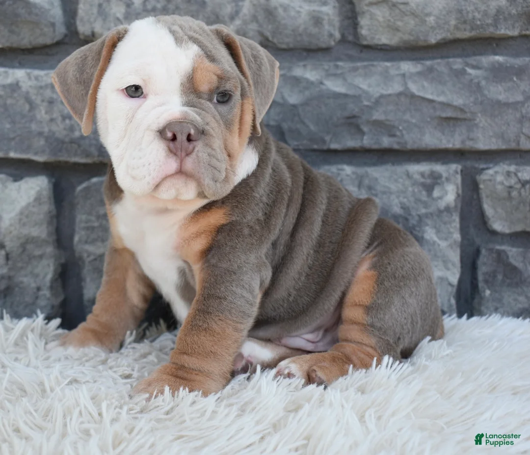 Beabull dogs for sale: Bentley  - Ad 5