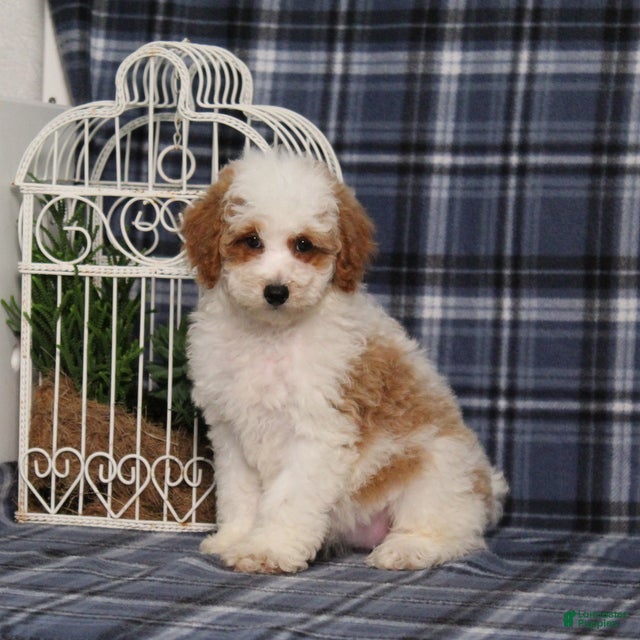 Miniature Poodle dogs Xelly - Ad 1