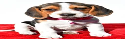 Beagle dogs for sale: Mandi - Ad 6