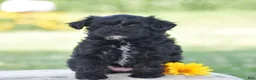 Yorkiepoo dogs for sale: Courtney - Ad 4