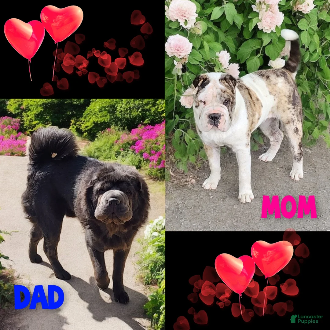 Shar Pei dogs for sale: Blizzard mini - Ad 24