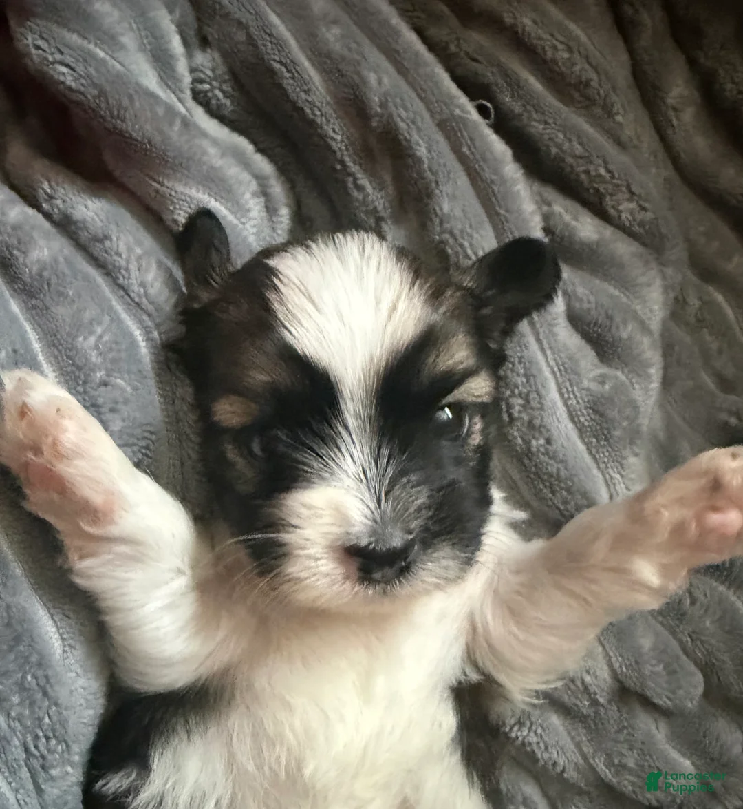 Shorkie dogs for sale: Shorkie Puppy 1 - Ad 1