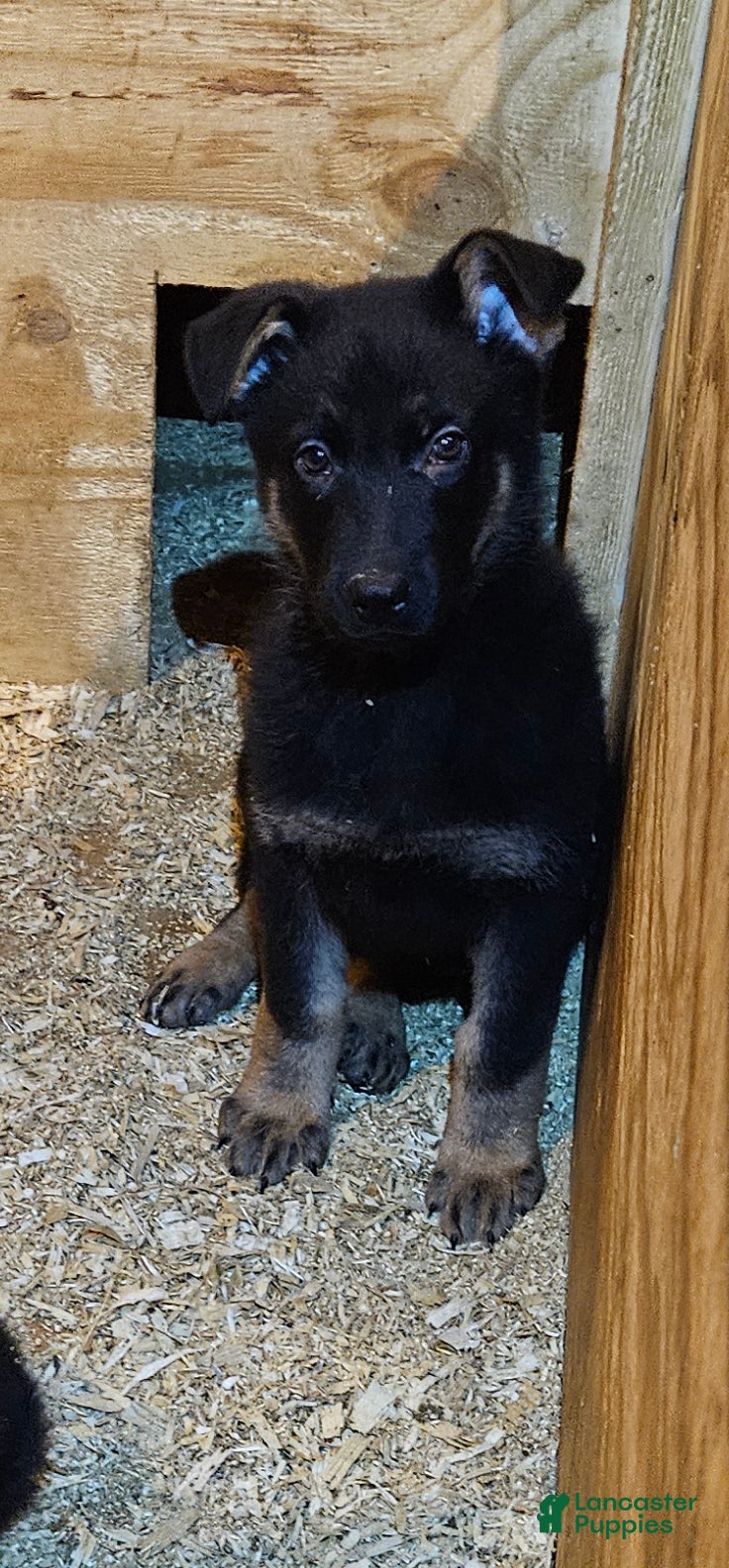 German Shepherd dogs AKC Zues  - Ad 1