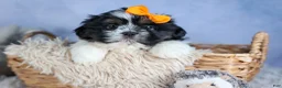 Shih Tzu dogs for sale: HARLEY - Ad 7